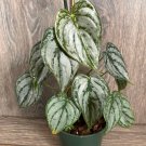 Rare Philodendron Inchbrandi Inch Philodendron Brandtianum In 4 Inch Pot