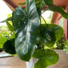 One Philodendron Burle Marx Cutting