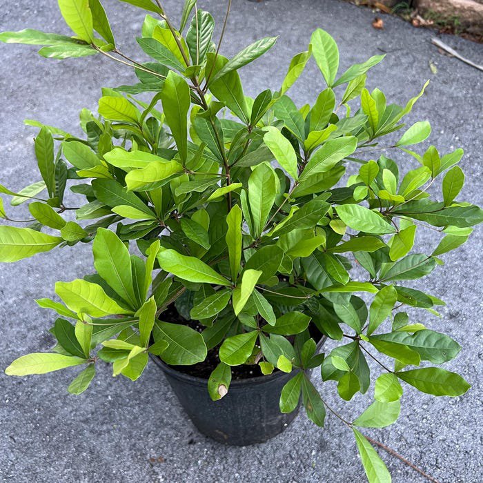 Miracle Fruit Tree In 6 Inch Pot Synsepalum Dulcificum