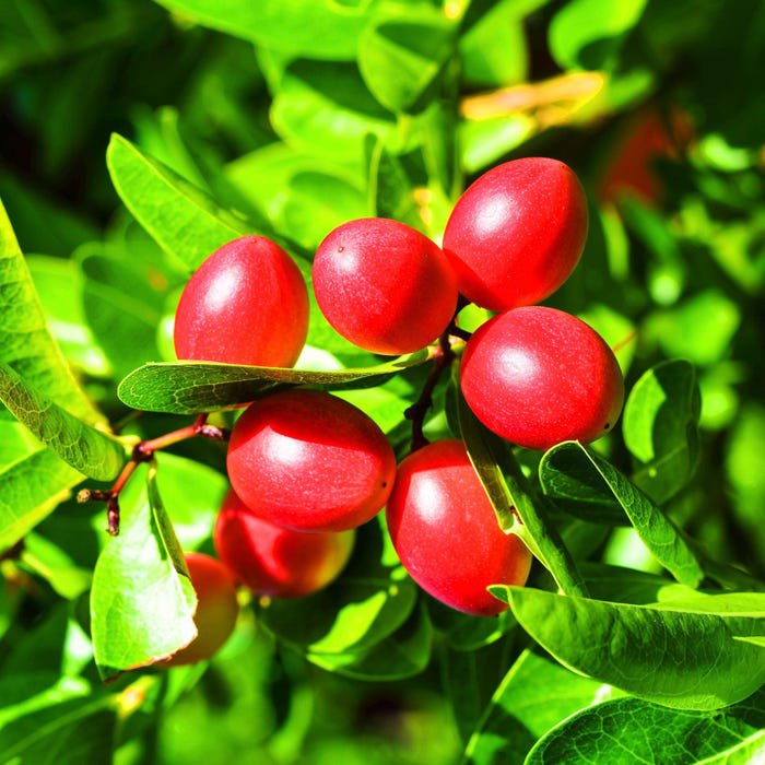 Miracle Fruit Tree In 3 Gallon Pot Synsepalum Dulcificum