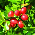 Miracle Fruit Tree In 3 Gallon Pot Synsepalum Dulcificum