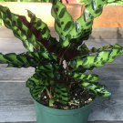 Rattlesnake Plant Calathea Lancifolia House Plant 6 Inch Pot Prayer Plant