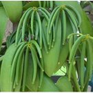 Large Vanilla Planifolia Vanilla Bean Orchid In 8 Inchhb