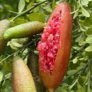 Red Finger Lime Tree 1/2 Gallon Pot Uf Kb 8 Microcitrus Australasica In 1/2 Gal Pot Air Layered Flor