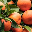 Blood Orange Tree In Half Gallon Pot Grafted Sinensis Moro Florida Shipping Only