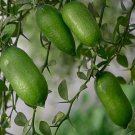 Finger Lime Tree 1/2 Gallon Pot Microcitrus Australasica In 1/2 Gal Pot Air Layered Florida Shipping