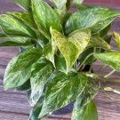 Marble Queen Pothos In 6 Inch Pot