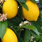 Meyer Lemon In Half Gallon Pot Grafted Improved Lemon Florida Shipping Only