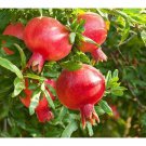Wonderful Pomegranate In 3 Gallon Pot Delima No Ship To Ca Az And Hi