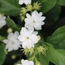 Sambac Arabian Jasmine Low Maintenance Live Plant 4 Or 6 Inch Pot Fragrance Flowers And Brilliant Gr