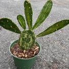 Variegated Opuntia Prickly Pear Variegated In 6 Inch Pot Opuntia Cactus