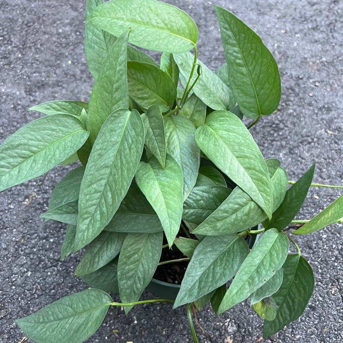 Cebu Blue In 6 Inch Pot Pothos