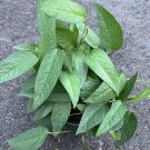Cebu Blue In 6 Inch Pot Pothos
