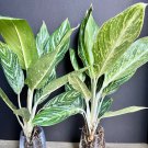Aglaonema Golden Madonna Chinese Evergreen Well Rooted