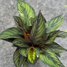 Calathea Beauty Star Calathea In 4 Inch Pot Prayer Plant