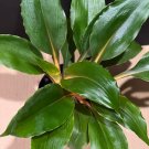 Chlorophytum Mandarin Orange In 6 Inch Pot Mandarin Plant Spider