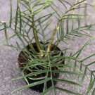 Philodendron Tortum In 4 Inch Or 6 Inch Pot Rare Plant Indoor Outdoor