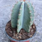 Cereus Peruvianus Cactus In 6 Inch Pot Giant Peruvian Apple Cactus