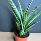 Sansevieria Javancia In 6 Inch Pot