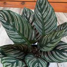 Calathea Ornata In 6 Inch Pot Prayer Plant