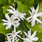 Jasmine Belle Of India In 4 Inch Pot