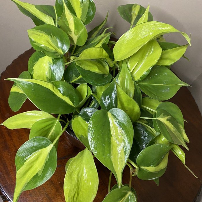 Philodendron Brasil In 6 Inch Pot Philodendron Hederaceum Trailing Plant House Plant Variegated Hear