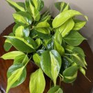Philodendron Brasil In 6 Inch Pot Philodendron Hederaceum Trailing Plant House Plant Variegated Hear