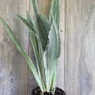 Sansevieria Sayuri In 4 Inch Pot House Plant Inddor Plant Outdoor Plant