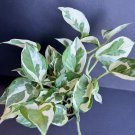 Njoy Pothos Epipremnum Aureum Devils Ivy In 4 Inch Pot Njoy