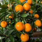 Owari Tangerine Tree In Half Gallon Pot Grafted Cold Hardy Florida Shipping Only