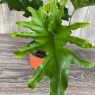 Philodendron Lickety Split In 6 Inch Pot