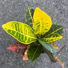 Croton Petra In 4 Inch Pot House Plant Indoor Outdoor