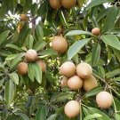 Sapodilla Alano Sugar In 3 Gallons Pot Grafted Sawo Cheeku Lamut