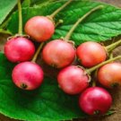 Large Muntingia Calabura Strawberry Tree In 10 Inch Pot Jamaican Strawberry Kersen