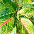 Aglaonema Golden Fluorite In 6 Inch