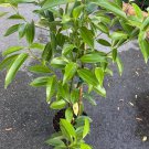 Large Cinnamon Tree In 10 Inch Pot Cinnamomum Zeylanicum Ceylon Cinnamon