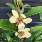 Magnolia Figo Michelia Figo Banana Shrub In Half Gallon