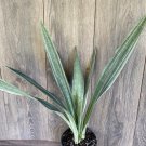 Sansevieria Sayuri In 6 Inch Pot