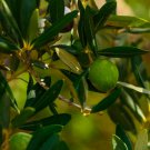Arbequina Olive Tree In 6 Inch Pot House Warming Gift House Plant