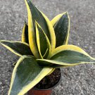 Sansevieria Jade Pagoda Hahnii In 4 Inchpot Snake Plant
