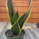 Sansevieria Black And Gold In 6 Inch Pot