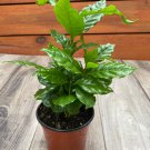 Arabica Coffee Plant 4 Inch Pot