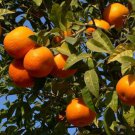 Minneola Tangelo In Half Gallon Pot Honeybell Florida Shipping Only