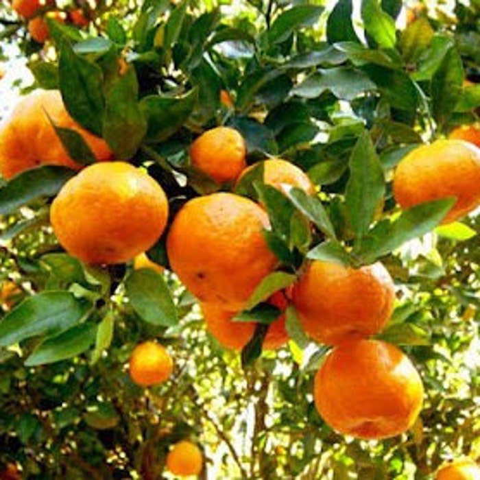 Glenn Navel Orange Tree In Half Gallon Pot Grafted Florida Shipping Only