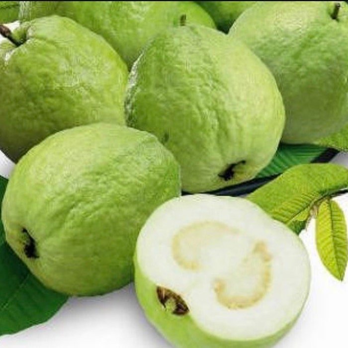 Thai Guava In 10 Inch Pot Jambu Batu Psidium Guajava Ferang White Guava Tree No Ship To Hi