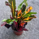 Croton Mamey In 4 Inch Pot House Plant Indoor Outdoor