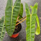 Philodendron Billietiae In 6 Inch Pot