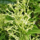 Cestrum Nocturnum Night Blooming Jasmine In 4 Inch Pot