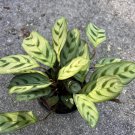 Calathea Burle Marx C Calathea In 4 Inch Pot Prayer Plant