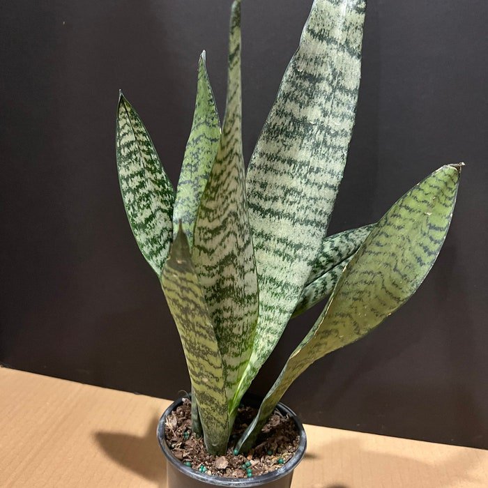 Sansevieria Zeylanica In 4 Inch Pot